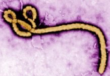 Church of Uganda backs postponement of Uganda Martyrs Day celebrations over Ebola fears Ebola virus.jpg