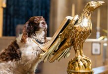 Dogs in our Cathedrals