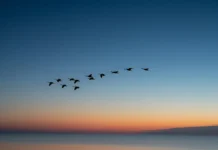 People on the move: Anglican Alliance launches new resource to aid churches respond to refugee crisis